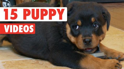 youtube puppies|youtube funny puppies.